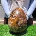 9.9LB Natural wood fossil Quartz Crystal egg Mineral specimen Healing — photo 7