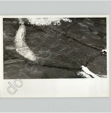 SHARK Caught In FISHERMAN’s NET Underwater Dangerous Fishing 1957 Press Photo