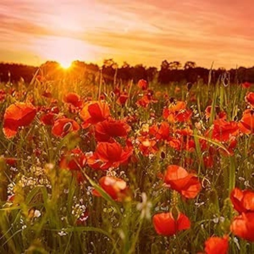 Pretty Birthday Card Poppies at Sunset - Fun Photographic Greeting Card