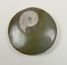 Ammonite Fossil Specimen Polished Fossilized Goniatite Fossil Mollusks Morocco