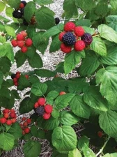 1 - BRISTOL Live Black Raspberry Plant - Berries are Large, Firm and Gorgeous