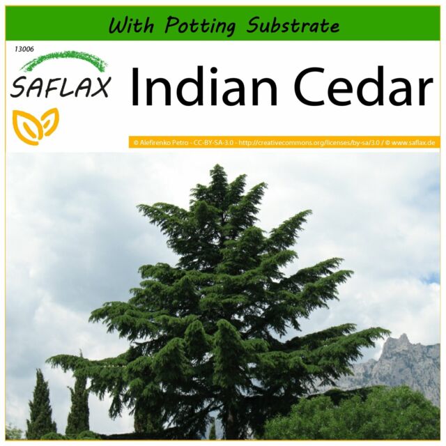 SAFLAX - Indian Cedar - 35 seeds - With soil - Cedrus SAFLAX - Indian Cedar - 35 seeds - With soil - Cedrus