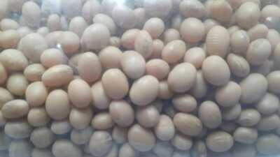 Organic Highly Nutritional Soya Beans For Tofu soy milk making No Preservatives