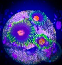SAF~ “WYSIWYG” Blow Pops Zoanthid Coral Frag, Palythoa, Paly, Zoa