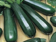 50+ BLACK BEAUTY Zucchini Squash --- HEIRLOOM - NON GMO --- ORGANIC ------ FRESH