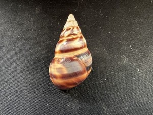 #Y Liguus Fasciatus F+ 39.6mm land snail shell