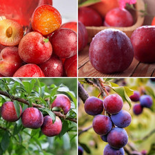 Plum Tree Seeds 150Pcs - Non-Gmo Heirloom Fruit Tree, Sweet