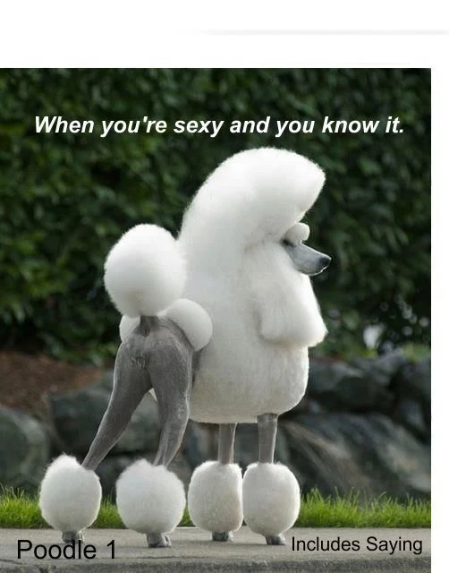 LARGE-SIZED CAR DECALS - POODLE - 4 CHOICES - Image 2 of 4