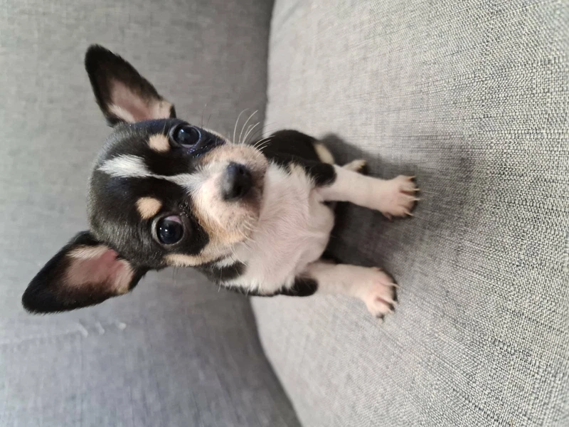 gumtree chihuahua dogs for sale