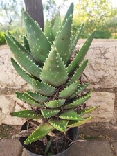 Aloe arborescens – 1 pianta intera