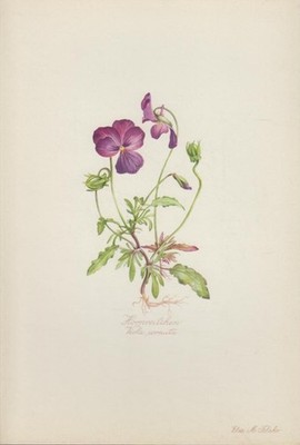 Hornveilchen. (Viola cornuta L.) Kunstdruck nach Aquarell von Elsa M. Felsko.