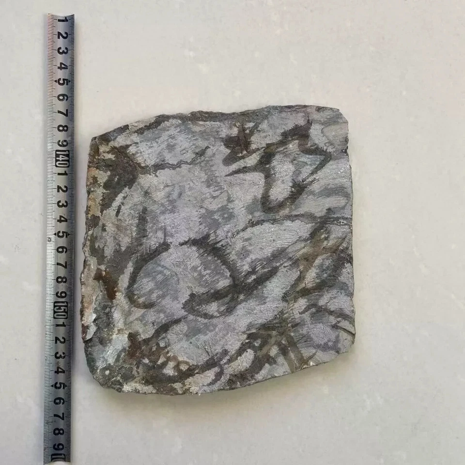 Unique Real Turtle Fossil Rare Chinese Best Triassic Keichousaurus Collection - Image 4 of 4