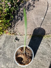 Medjool date palm tree seedling large