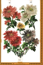 Sprigs-Bouquets of Flowers Die Cut Paper Madame Tussaud's Mamelok Press England