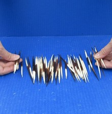50 piece lot Semi-Clean South African Porcupine Quills 3 to 5 inches 51420