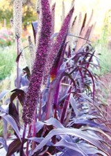 Purple Majesty Millet 25 Seeds Comb. S/H See Our Store