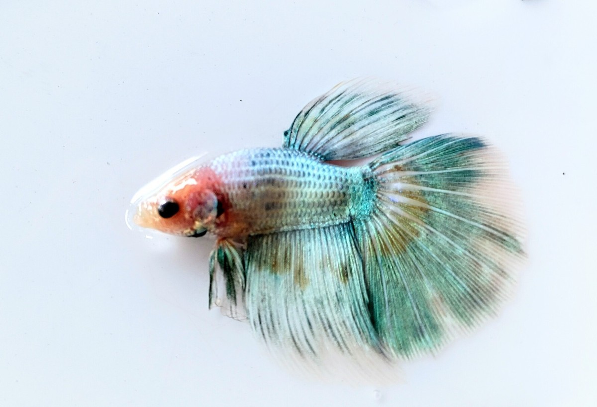 Betta Fish Baby Blue