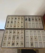 Collezione insetti imbalsamati anni 90’