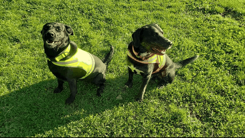 Lite Dog Vest. Coverage to Mid Back. Reflective Hi Visibility Fluorescent - Picture 3 of 3