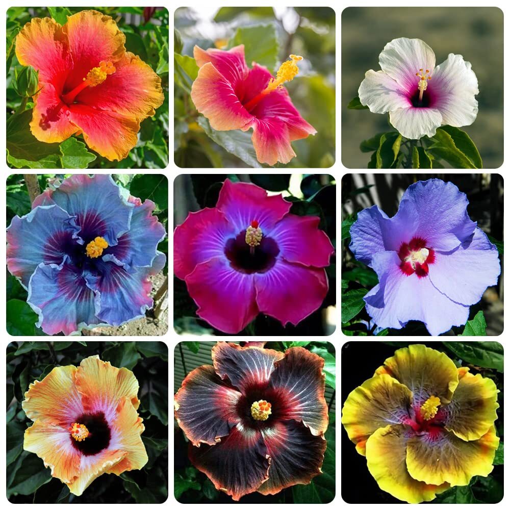 giant hibiscus flower seeds giant hibiscus flower seeds