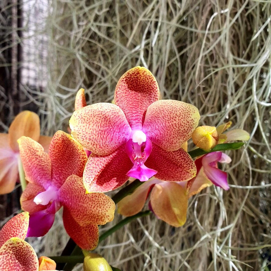 Phalaenopsis Bolgheri orchidée de collection aux reflets violets