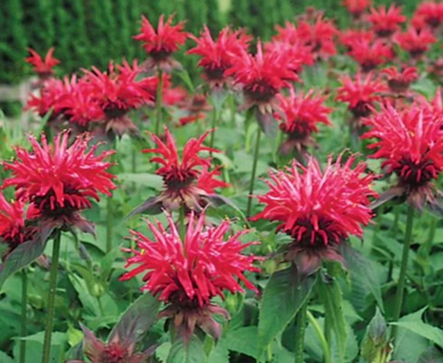 Set 2 Monarda Bee Balm Fireball Live Starter Plant Plugs - 2-4" Tall - Zones 4-9 - Image 4 of 4
