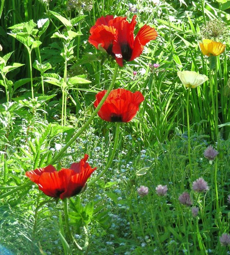 Persian Poppy : 100+ Seeds : Papaver Bracteatum : Iranian Poppy - Picture 6 of 8