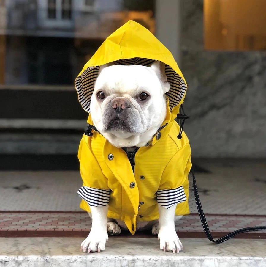 Manteau pour Chien Veste Cirée pour Chien Style Breton Imperméable Chien