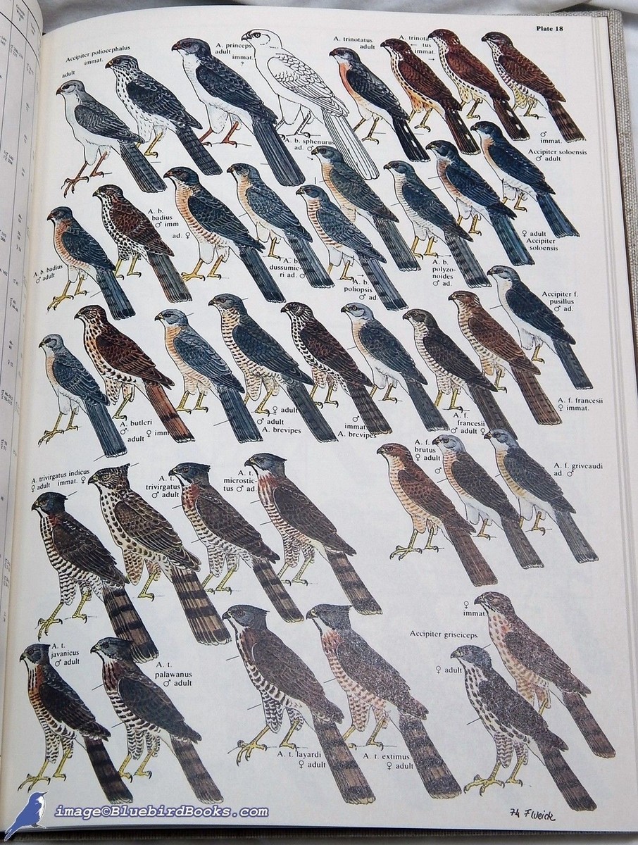洋書 BIRDS OF PREY OF THE WORLD Birds of Prey of the World; art & text by Friedhelm WEICK VG