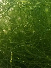 Live MacroAlgae CHAETOMORPHA - Clean Chaeto With Pods -Gabes Coral - FAST SHIP