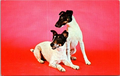 Vintage Postcard Pure-Bred Fox Terrier Dogs Photo by Louis & Virginia Kay USA