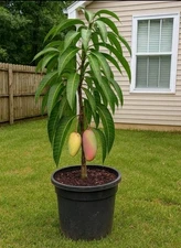 Nam Doc Mai Mango Tree – Live Tropical Fruit Tree – Healthy Starter Plant