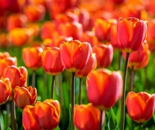 Amber Inferno Tulip Bulbs for Planting 10 Bulbs