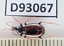 D93067. Insects, Carabidae sp. Vietnam North. 1900m. Nice!!!!!