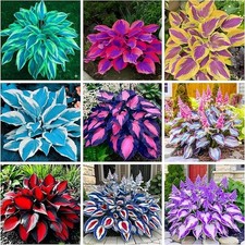 200 Seeds Perennial Hosta Flower Seed for Planting Outdoors Garden Beauties