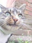 tabbyfourpaws