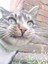 tabbyfourpaws