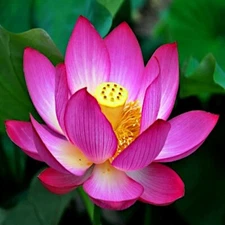 Sacred Lotus Flower Seeds (Nelumbo nucifera) Edible Aquatic Water Lily Plant