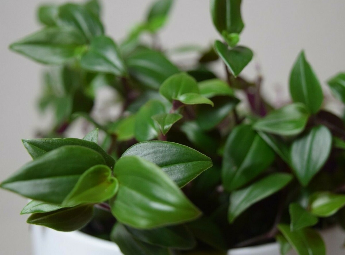 Tradescantia 'Green Hill' (Wandering Jew) House Plant - 2 Stem