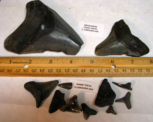 10 FOSSIL TEETH 4.3 & 2.8inch MEGALODON S. CAROLINA USA #064