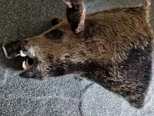 Taxidermy Wild Boar Awesome Mount