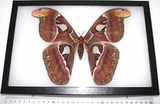 Attacus atlas FEMALE snake mimic saturn moth Indonesia FRAMED