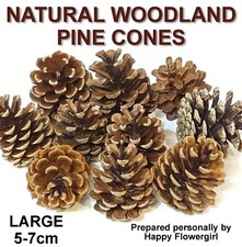 Large Real Pine Fir Cones 5-7cm Art Floral Craft Wedding Christmas Decoration 