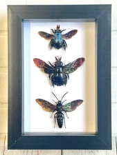 Hymenoptera Collection Giant Scoliid Wasp Blue Carpenter Bee Deep Box Frame 