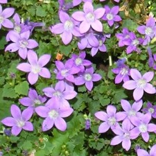 Campanula poscharskyana /Serbian Bellflower /Spreading /Very Hardy / 300 seeds