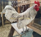 12 Assorted Bantam & Serama Old English & Old English Mix Hatching Eggs — photo 9