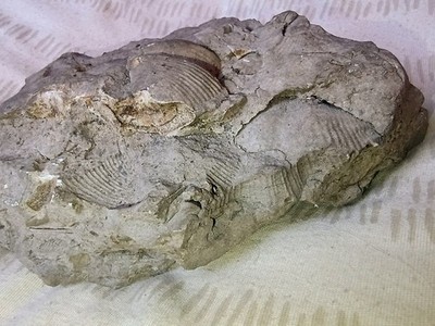 SKU: FOS-BRA-PLT-XL-001 Large Devonian Brachiopod Fossil Plate   PA Sea Bed