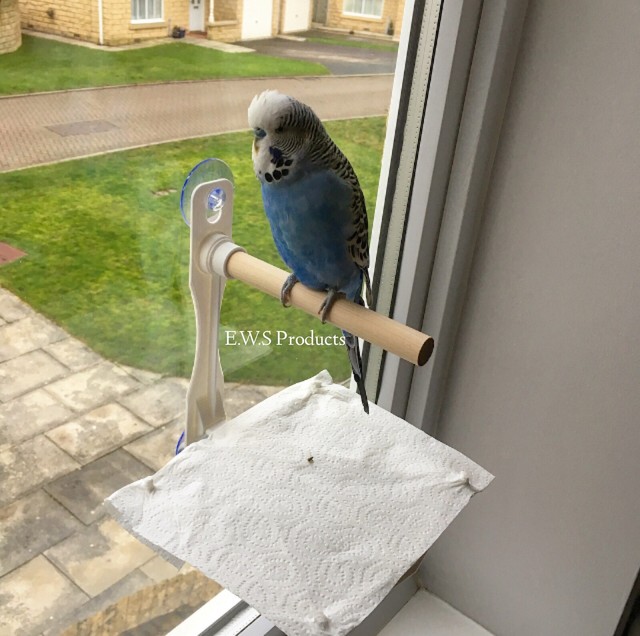 wooden perches for budgies
