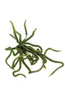 Artplants Kunst Geldbaum Armando Auf Steckstab, GrüN, 30Cm