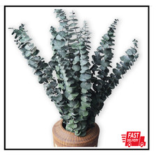 10 Pack Natural Dried Eucalyptus Bundle,17 Inch/45Cm Preserved Fresh Eucalyptus